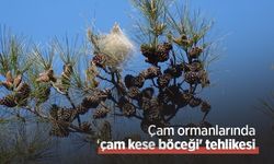 Çam ormanlarında ‘çam kese böceği' tehlikesi