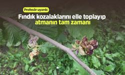 Profesör uyardı: Fındık kozalaklarını elle toplayıp atmanın tam zamanı