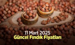 11 Mart 2025 Güncel Fındık Fiyatları