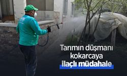 Tarımın düşmanı kokarcaya ilaçlı müdahale