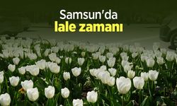 Samsun'da lale zamanı