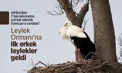 Afrika'dan 7 bin kilometre yol kat ederek Samsun'a geliyorlar! Leylek Ormanı'na ilk erkek leylekler geldi