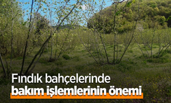 Fındık bahçelerinde bakım işlemlerinin önemi