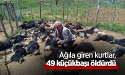 Ağıla giren kurtlar, 49 küçükbaşı öldürdü