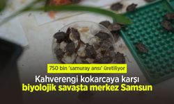 Kahverengi kokarcaya karşı biyolojik savaşta merkez Samsun: 750 bin 'samuray arısı' üretiliyor
