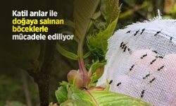 Katil arılar ile doğaya salınan böceklerle mücadele ediliyor