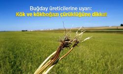 Buğday üreticilerine uyarı: Kök ve kökboğazı çürüklüğüne dikkat
