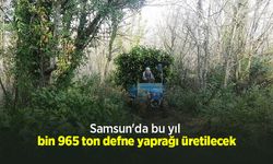 Samsun'da bu yıl bin 965 ton defne yaprağı üretilecek