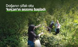 Doğanın şifalı otu ‘kırçan'ın sezonu başladı