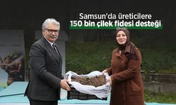 Samsun'da üreticilere 150 bin çilek fidesi desteği