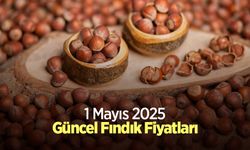 1 Mayıs 2025 Güncel Fındık Fiyatları