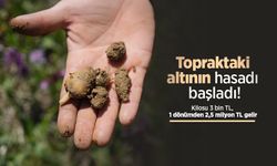 Topraktaki altının hasadı başladı! Kilosu 3 bin TL, 1 dönümden 2,5 milyon TL gelir