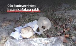 Çöp konteynerinden insan kafatası çıktı