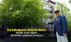 Dış kabuğunun üstünde duran asırlık çınar ağacı görenleri şaşkına çeviriyor