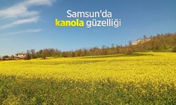 Samsun’da kanola güzelliği