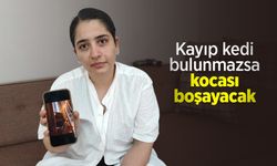 Kayıp kedi bulunmazsa kocası boşayacak