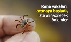 Kene vakaları artmaya başladı, işte alınabilecek önlemler