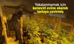 Yakalanmamak için keneviri evine ekerek tarlaya çevirmiş