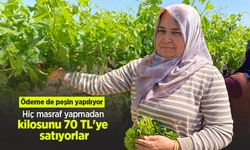 Hiç masraf yapmadan kilosunu 70 TL'ye satıyorlar! Ödeme de peşin yapılıyor
