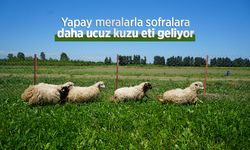 Yapay meralarla sofralara daha ucuz kuzu eti geliyor