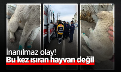 İnanılmaz olay! Bu kez ısıran hayvan değil
