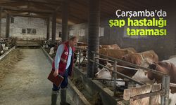 Çarşamba'da şap hastalığı taraması