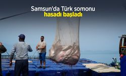 Samsun'da Türk somonu hasadı başladı