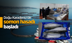 Doğu Karadeniz'de somon hasadı başladı