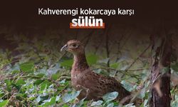 Kahverengi kokarcaya karşı sülün