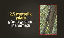 2,5 metrelik yılanı gören gözüne inanamadı