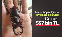 Parmak büyüklüğünde geyik böceği görüldü: Cezası 557 bin TL