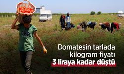 Domatesin tarlada kilogram fiyatı 3 liraya kadar düştü