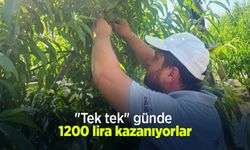"Tek tek" günde 1200 lira kazanıyorlar