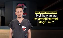 Dr. Vet. Yiğithan Öğüt bilgilendirdi: Evcil hayvanlara ev yemeği vermek doğru mu?