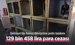 Samsun'da horoz dövüşüne polis baskını: 129 bin 458 lira para cezası