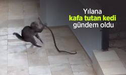 Yılana kafa tutan kedi gündem oldu