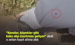 "Keneler, köpekler gibi koku alıp üzerimize geliyor" dedi, o anları kayıt altına aldı