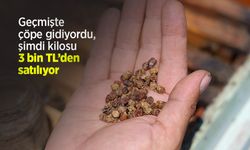 Geçmişte çöpe gidiyordu, şimdi kilosu 3 bin TL’den satılıyor