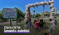 Derecik'te lavanta esintisi