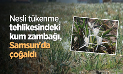 Nesli tükenme tehlikesindeki kum zambağı Samsun'da