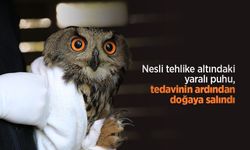 Nesli tehlike altındaki yaralı puhu, tedavinin ardından doğaya salındı