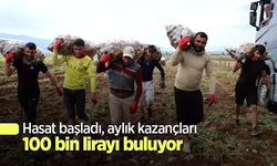 Hasat başladı, aylık kazançları 100 bin lirayı buluyor