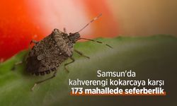 Samsun'da kahverengi kokarcaya karşı 173 mahallede seferberlik