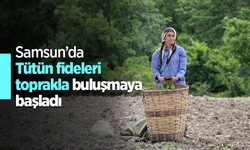 Samsun’da Tütün fideleri toprakla buluşmaya başladı