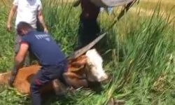 Bataklığa saplanan iki büyükbaş hayvanı itfaiye kurtardı