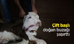 Çift başlı doğan buzağı şaşırttı