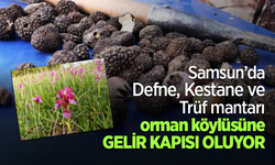Samsun’da Defne, Kestane ve Trüf mantarı orman köylüsüne gelir kapısı oluyor