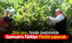 Zirai don, fındık üretiminde Samsun'u Türkiye 1'incisi yapacak