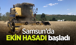 Samsun’da ekin hasadı başladı