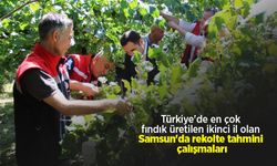 Türkiye'de en çok fındık üretilen ikinci il olan Samsun'da rekolte tahmini çalışmaları